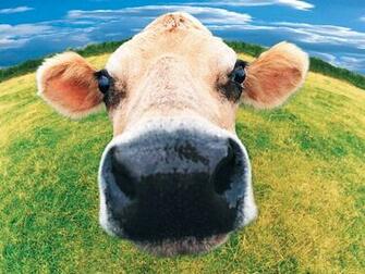 Funny Farm Animals Wallpaper