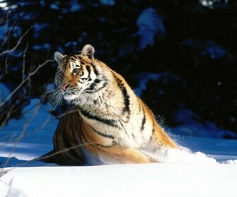 Scuddle Siberian Tiger Wallpaper960x800 Wallpaper Screensaver