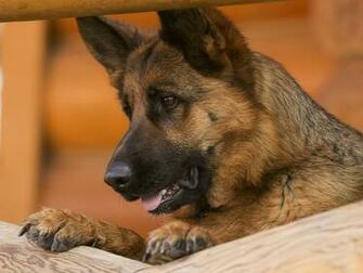 Wallpaper German Shepherd Dog Muzzle