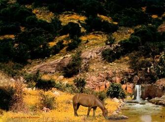 Horsespringa Jpg Bytes