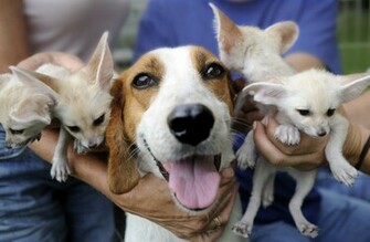American Foxhound With Puppies Photo And Wallpaper Beautiful