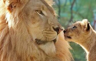 Wallpaper Look Face Close Up Background Leo Baby Father