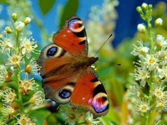 Butterfly Desktop Wallpaper