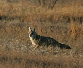 Wallpaper Coyote