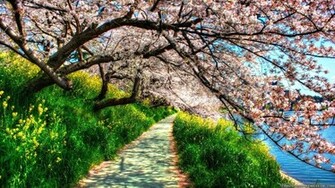 Spring Nature Blossom Beautiful World Cherry Wallpaper
