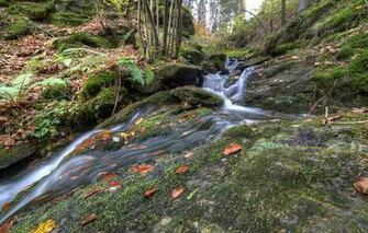 Wallpaper Forest Trees Slope Stream Autumn Nature