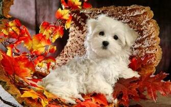 Dog Puppy White Leaves Autumn2014 Jpg
