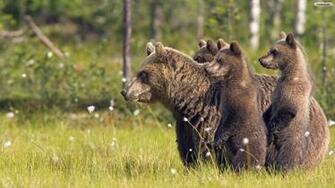 Bears Wallpaper Photo Desktop