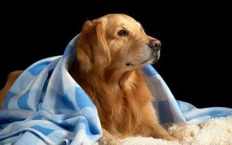 Golden Retriever Wallpaper For Windows HD Background