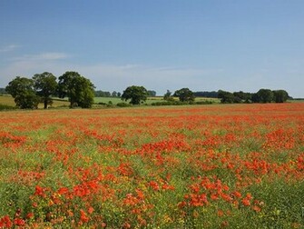 Red Flowers In Field Nature Wallpaper