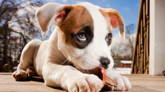 Dog Cute 4k HD Wallpaper Image Photos And Picture