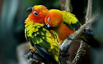 Love Birds Wallpaper Desktopwallpaper