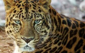 Animals Lions Tigers Wallpaper Leopard Pictures