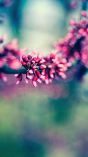 Spring Colours iPhone 5s Wallpaper