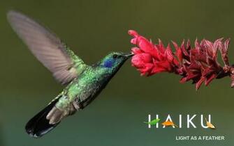 Haiku Colibri Wallpaper By Fmcgorenc