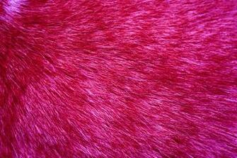 Fuchsia Fur Texture High Resolution Photo Dimensions