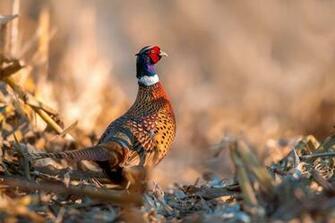 Pheasant Wallpaper Image For 2mtx