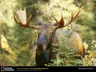 Desktop Wallpaper Animals National