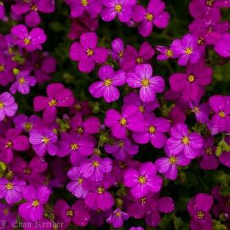 Kreider S Korner Photographs Late April Flowers In Vancouver