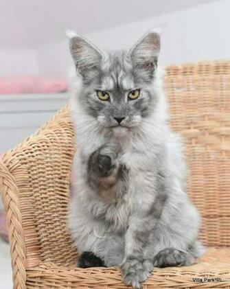 Hossa Villa Park Pl Female Ns Months Old Meow