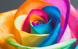 Flower Wallpaper Colorful Desktop