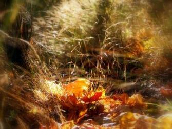 Autumn Fairy Resolution Px