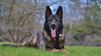 German Shepherd Wallpaper