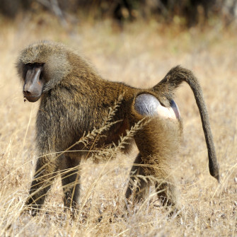 Olive Baboon Wallpaper