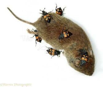 Sexton Beetles On A Vole Photo Wp00310