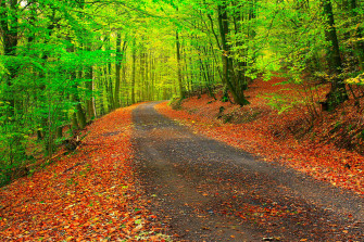 HD Fall X Zn5jeewvn2adknfu Wallpaper