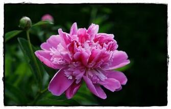 Peony Flower Wallpaper