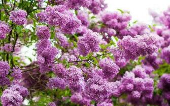 Lilac Wallpaper HD Jpg