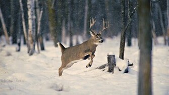 Beautiful Wallpaper Deer