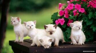 Wallpaper Animal Cat Widescreen