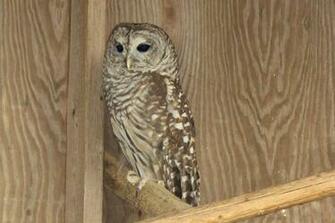 Treasure Hunting Owl Native To Turn A Hoot Great Horned