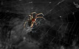 Spider Wallpaper HD Fgo5a26 4usky