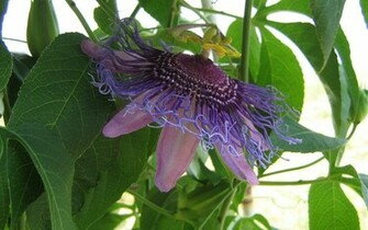 Exotic Flowers