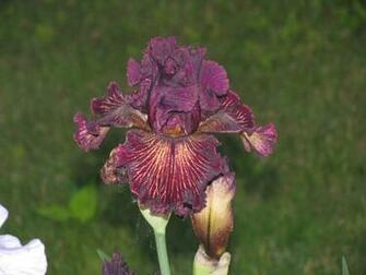 Prints And Iris Drama Photo Picture Image Wallpaper