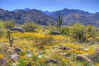 Tucson Desert Enerqihealth Bloom In