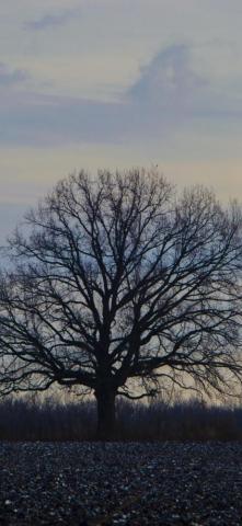 Oak Tree Sunset Landscape Evening Wallpaper