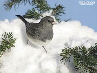 Birding Birds Blooms