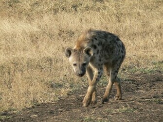HD Wallpaper Hyena Pictures
