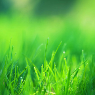 Cute Green Background Wallpaper