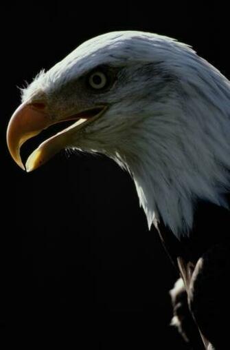 Larry Bird Desktop Wallpaper