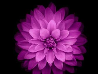 Plus Wallpaper Official Purple Lotus Flower HD For