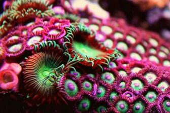 Purple Beauty This Coral Is A Beautiful And Green
