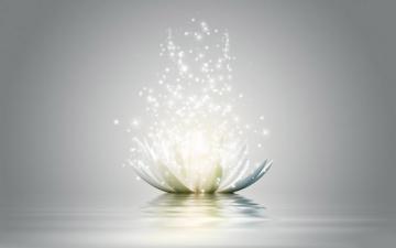 Lotus Flower Wallpaper O For Your