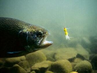 Fish Taking Lure Wallpaper