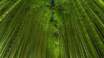 HD Bamboo Wallpaper Net