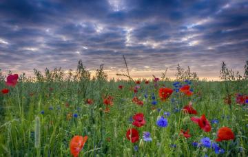 Wallpaper Field The Sky Landscape Maki Cornflowers